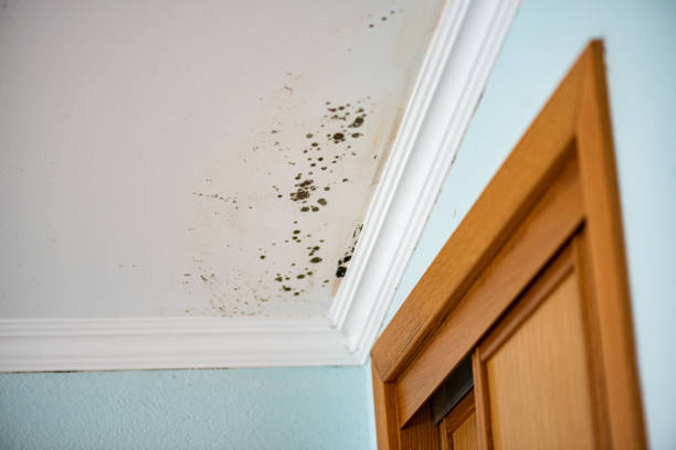 Best Office Mold Removal Services  in Lackland Af, TX