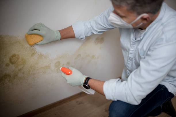 Best Same-Day Mold Removal  in Lackland Af, TX