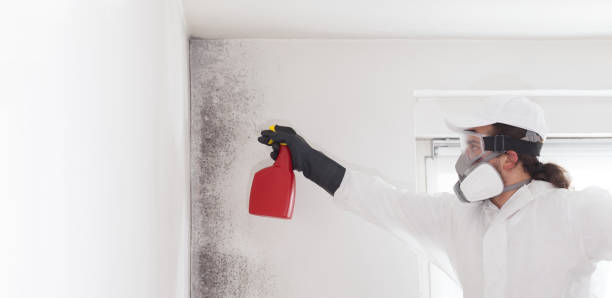 Best Fast Mold Removal  in Lackland Af, TX