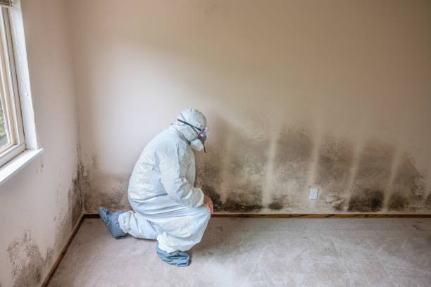 Best Professional Mold Removal  in Lackland Af, TX