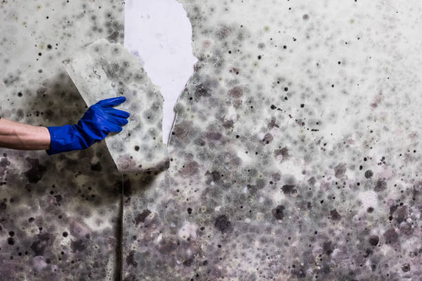 Best Home Mold Removal  in Lackland Af, TX