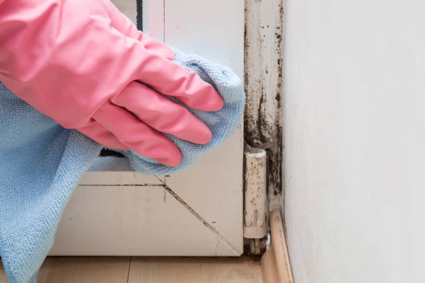 Mold Removal and Inspection in Lackland Af, TX