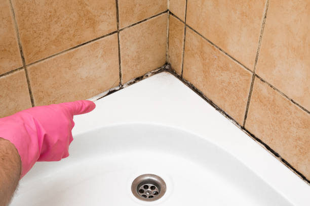 Trusted Lackland Af, TX Mold Removal Experts