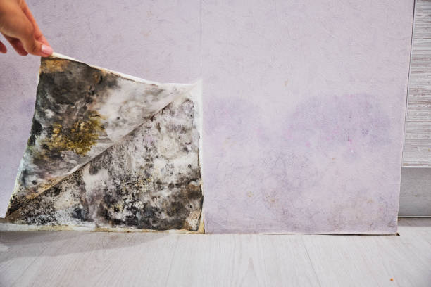 Home Mold Removal in Lackland Af, TX